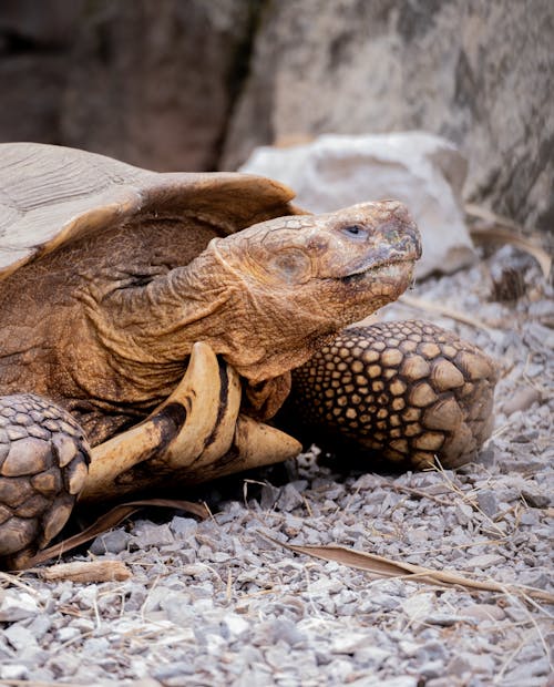 Gratis stockfoto met afrikaanse aangespoorde schildpad, amfibie, beest