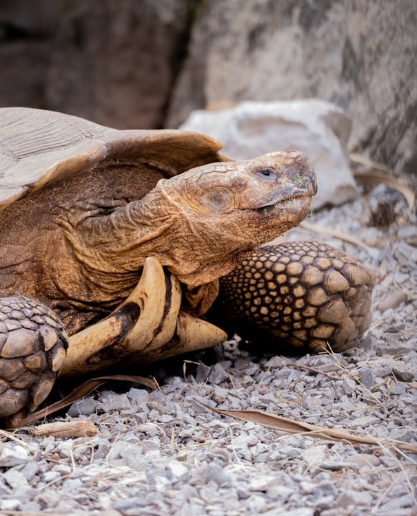 Kostenloses Stock Foto zu afrikanische spornschildkröte, amphibie, größten