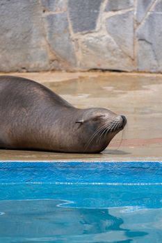 Close-up of a sea lion sleeping on the pool side under the sun.