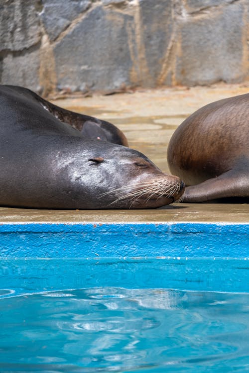 Gratis stockfoto met aan het liegen, aarde, seals