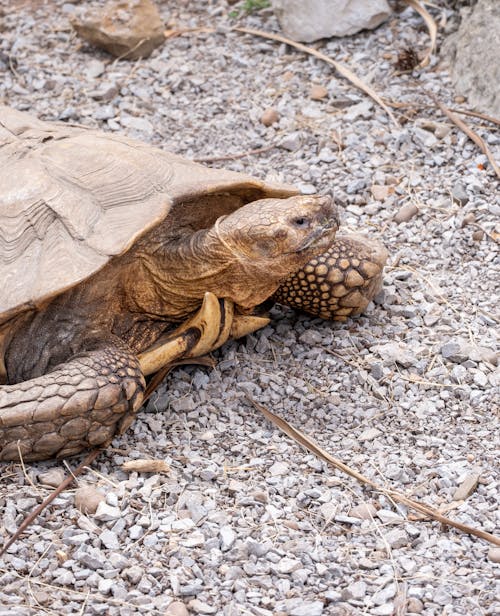 Kostenloses Stock Foto zu afrikanische spornschildkröte, amphibie, felsiger untergrund