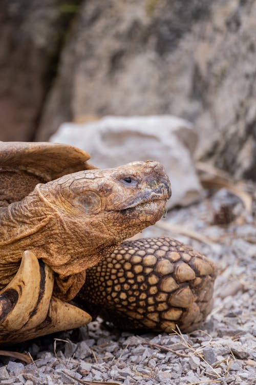 Gratis stockfoto met afrikaanse aangespoorde schildpad, amfibie, beest