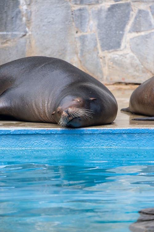 Ücretsiz çekilmiş, Deniz aslanları, Deniz hayvanı içeren Ücretsiz stok fotoğraf Stok Fotoğraflar