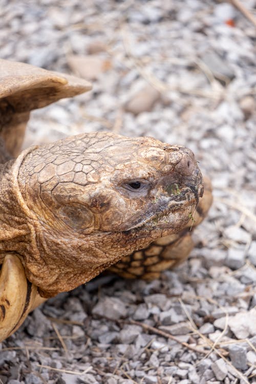 Gratis stockfoto met afrikaanse aangespoorde schildpad, amfibie, beest