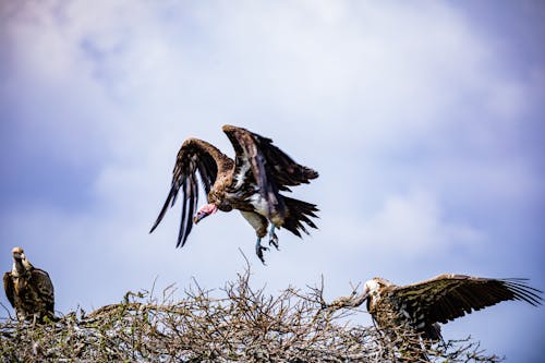 Vultures on a Nest Under Blue Sky