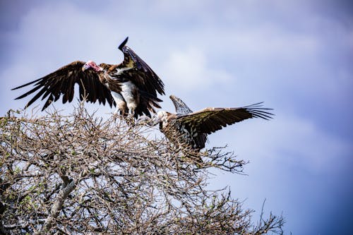 Vultures on Leafless Tree Under Blue Sky