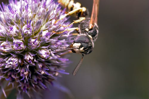곤충 사진, 꽃, 말벌의 무료 스톡 사진