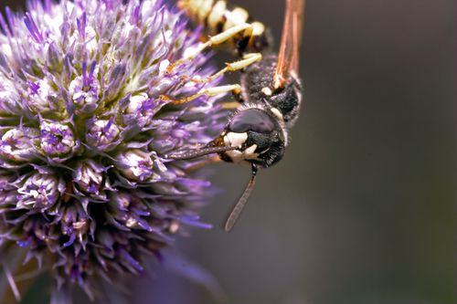 Free Close-up of a wasp pollinating a vibrant purple flower in Leipzig, Germany. Stock Photo