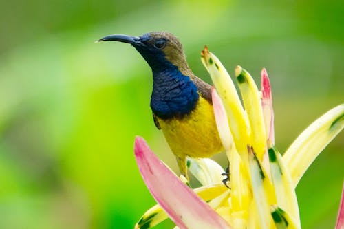 Δωρεάν στοκ φωτογραφιών με macro, sunbird, γκρο πλαν