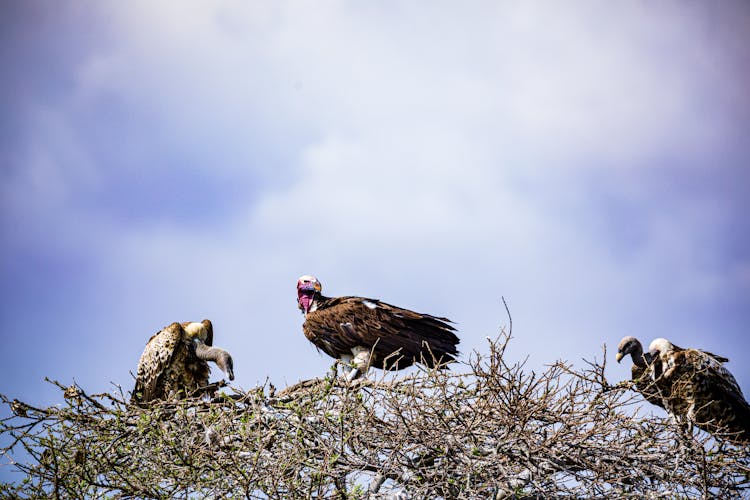 Vultures On Leafless Tree