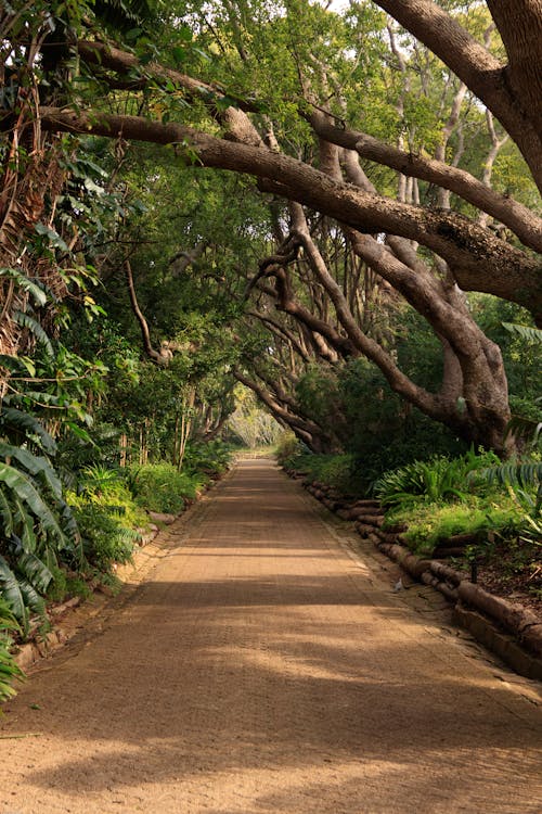 Trees on the Side of the Pathway