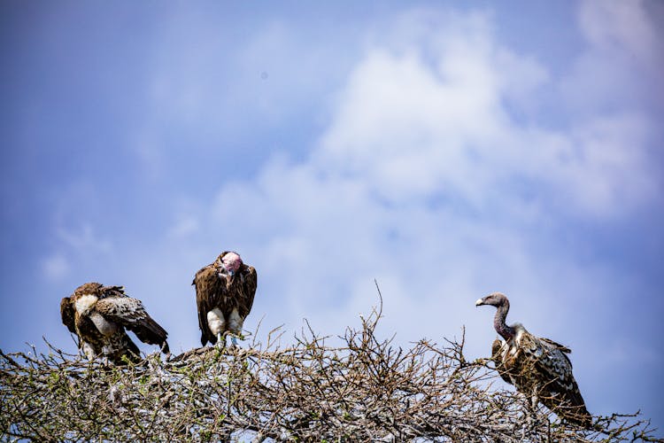 Vultures On Leafless Tree