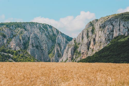 Immagine gratuita di campagna, campo di grano, cielo azzurro