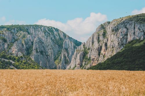 Free Golden wheat field under a blue sky framed by majestic rocky mountains and lush foliage. Stock Photo