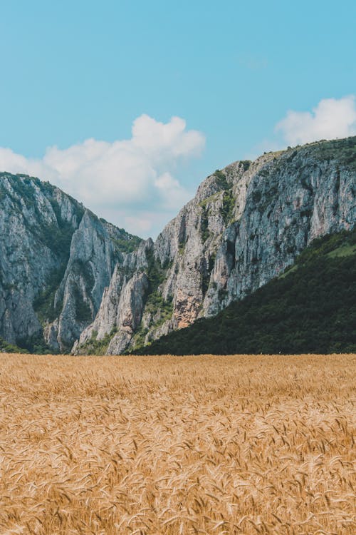 Immagine gratuita di campagna, campo di grano, cielo azzurro