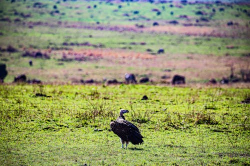 Vulture on Green Grass 