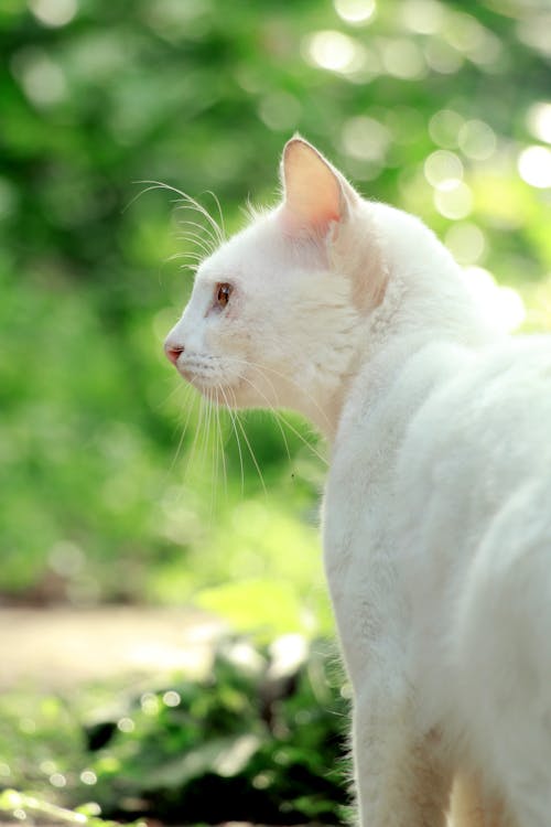 Close-Up Shot of a White Cat 