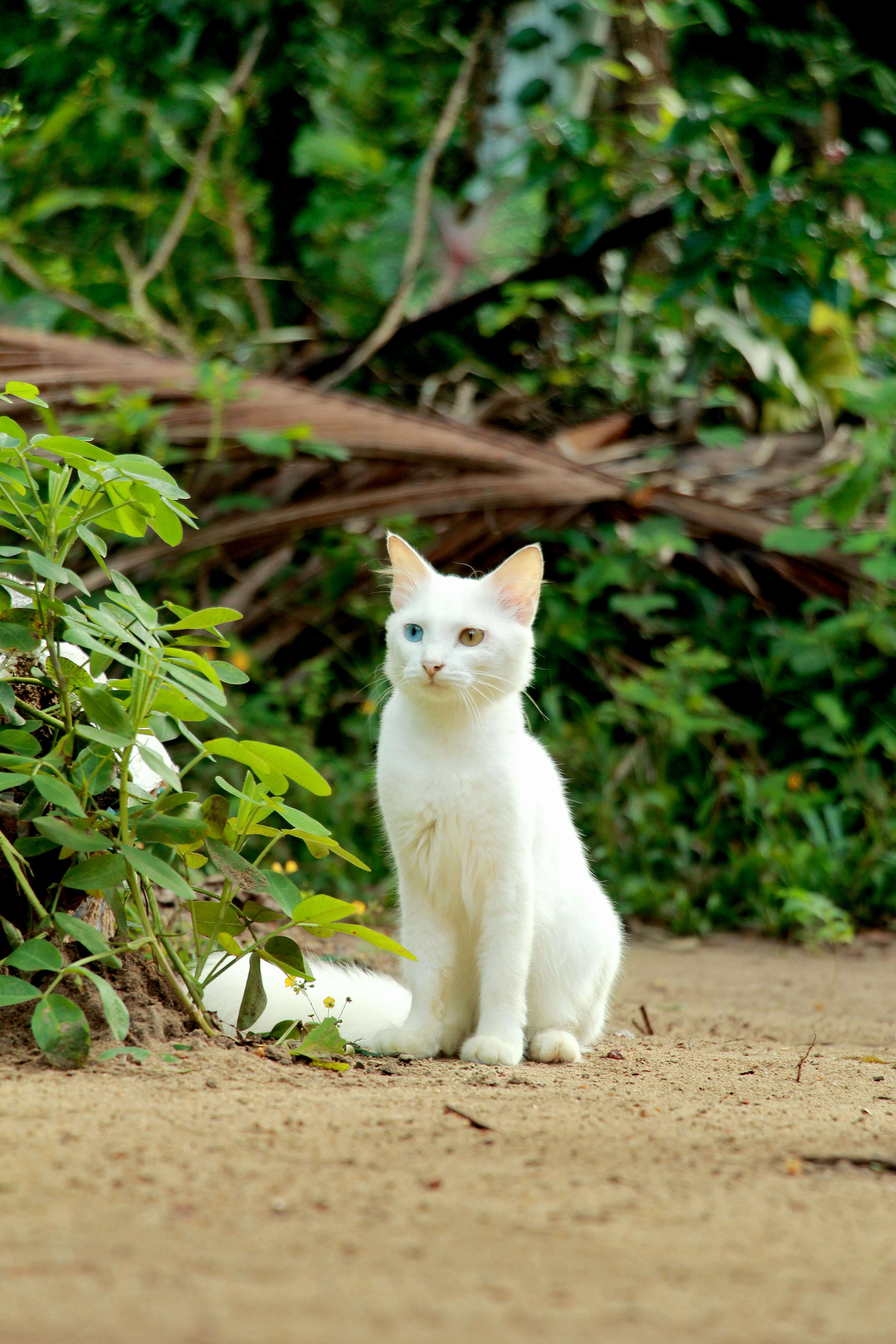 Free A stunning white cat with heterochromia sitting amidst lush green plants in an outdoor setting. Stock Photo