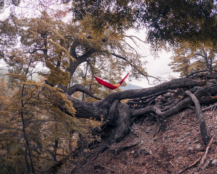 Person Lying In Hammock In Forest