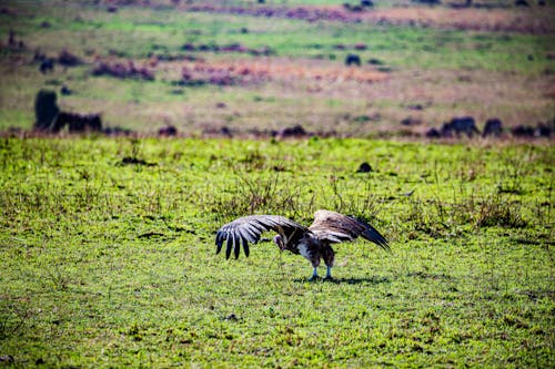 Brown Bird on Green Grass Field