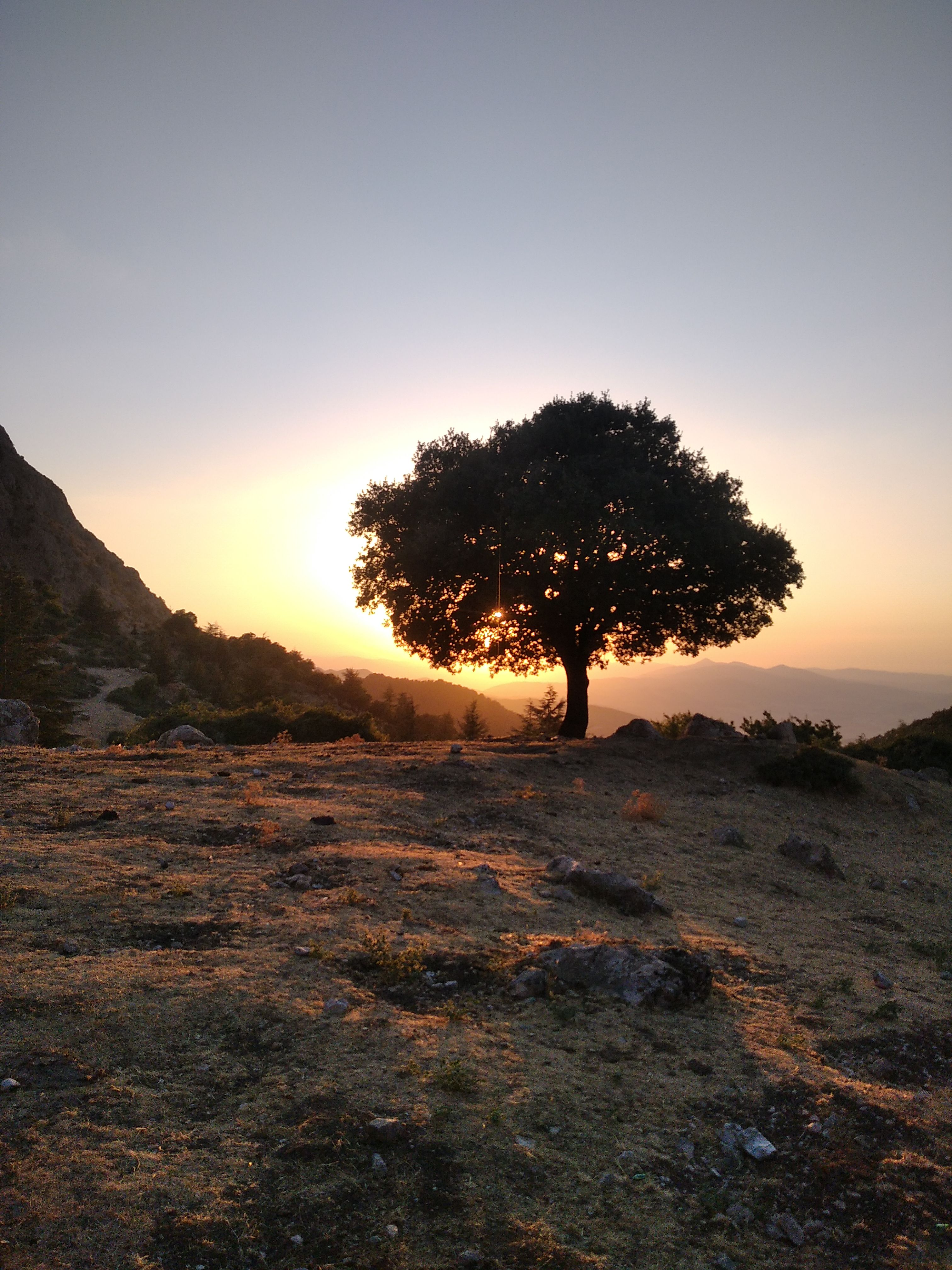 Silhouette of Tree During Sunset · Free Stock Photo