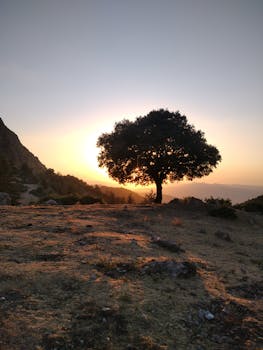 A lone tree silhouette during golden hour in Alger Centre, showcasing nature's beauty and tranquility.