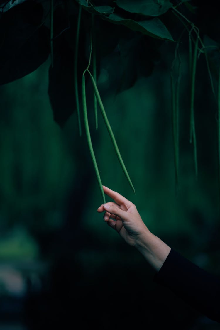 Woman Hand With Green Leaves In Nature Background