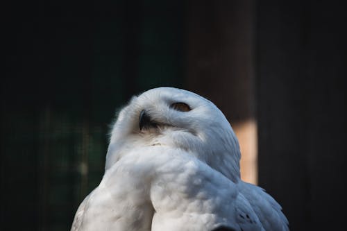  Close-Up Shot of a Snowy Owl