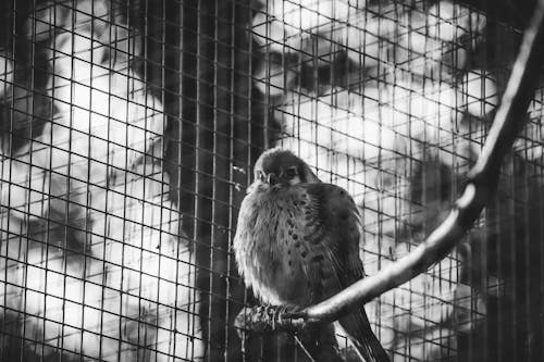 Fotobanka s bezplatnými fotkami na tému americký kestrel, čierny a biely, fotografovanie vtákov