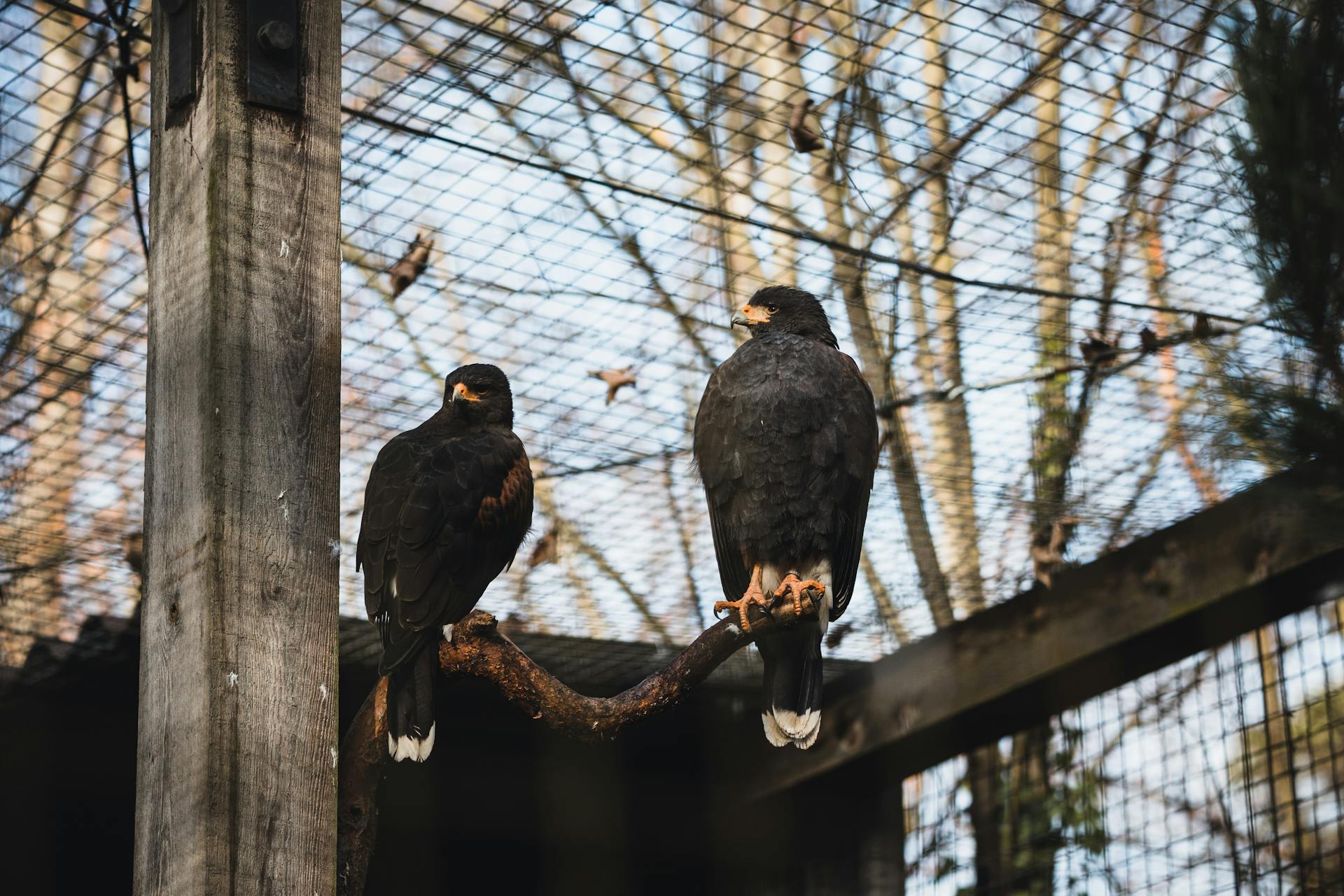 Black Birds on Brown Tree Branch