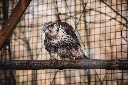 Darmowe zdjęcie z galerii z fotografia ptaków, ptak, siedzący na gałęzi