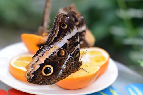 Free Close-up of an owl butterfly feeding on fresh orange slices, showcasing intricate wing patterns. Stock Photo