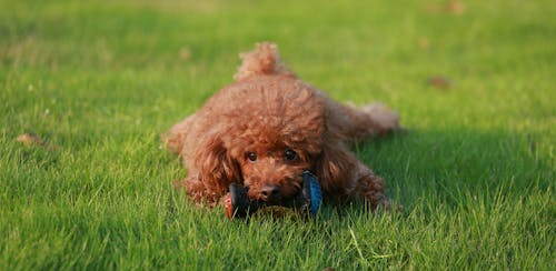 Close-Up Shot of a Toy Poodle on a Grassy Field