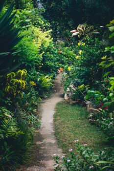 A scenic pathway surrounded by dense, vibrant greenery in a Japanese botanical garden, perfect for nature lovers.