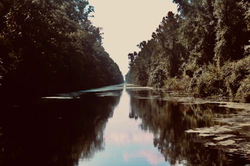 Kostenloses Stock Foto zu düsterer sumpf, gewässer, kanal