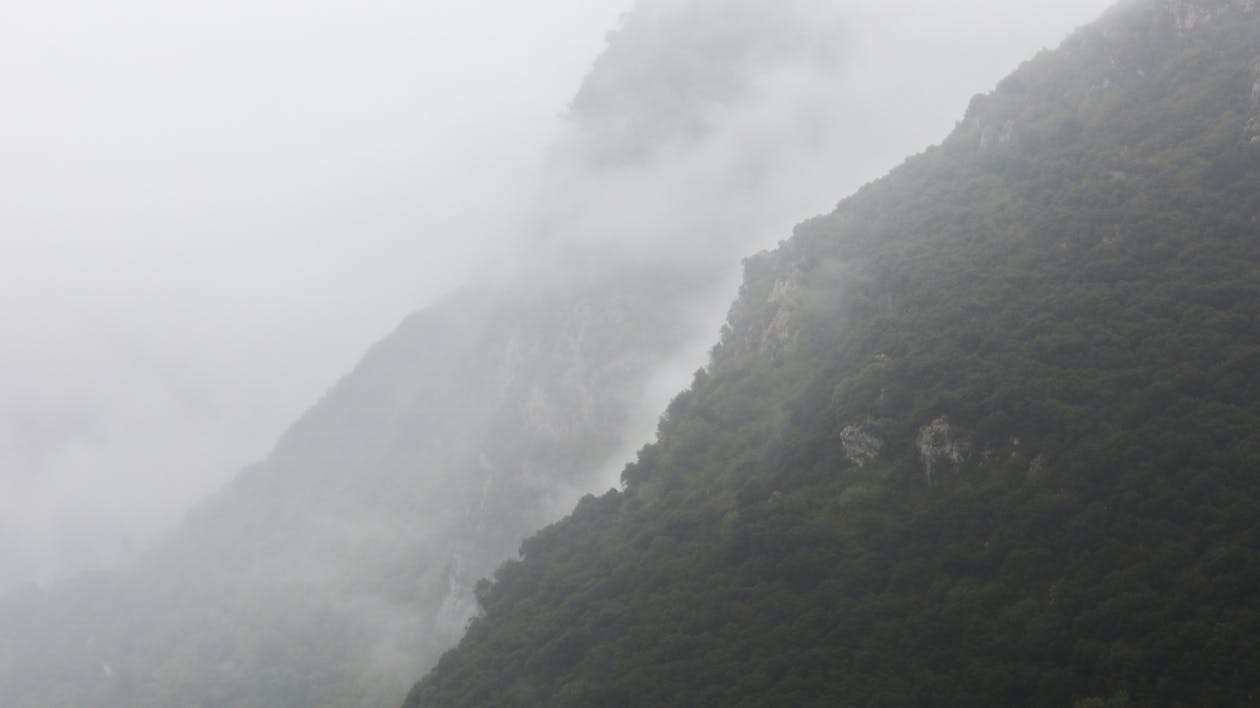 Green Trees on Mountain during Foggy Day