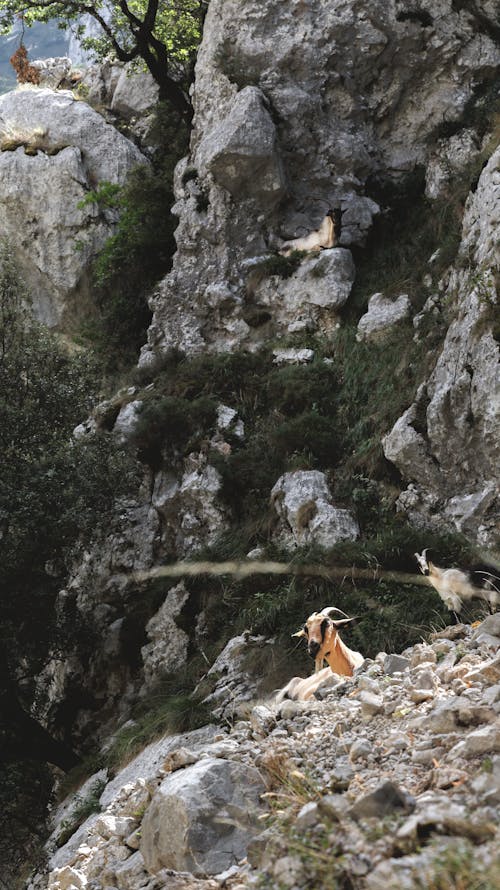 Základová fotografie zdarma na téma divočina, divoký, koza