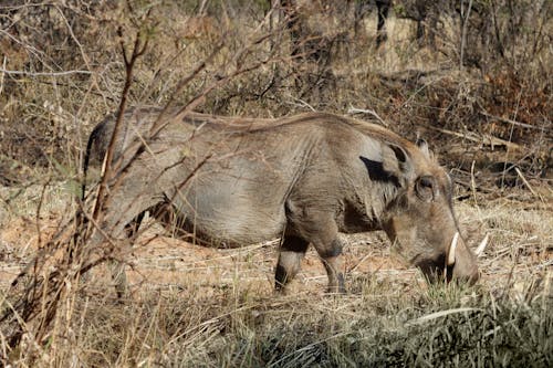 Brown Warthog on Brown Grass Field