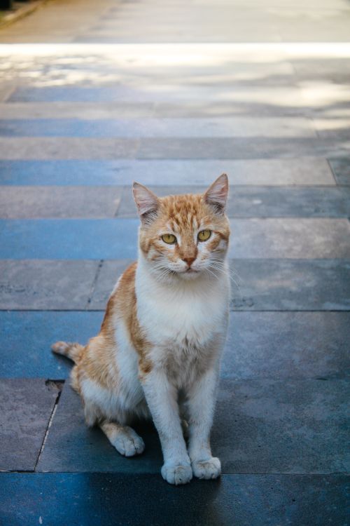 Free A cute tabby cat sitting on a tiled pavement, showcasing its curious demeanor. Stock Photo