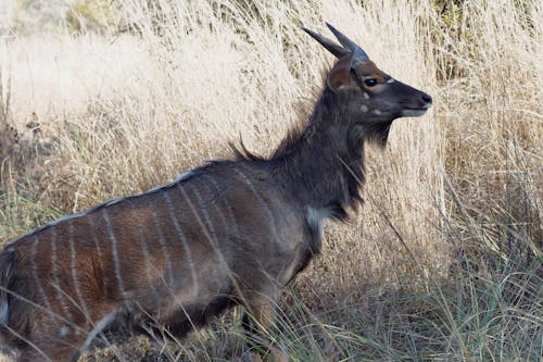 Kostnadsfri bild av antilop, djur, horn