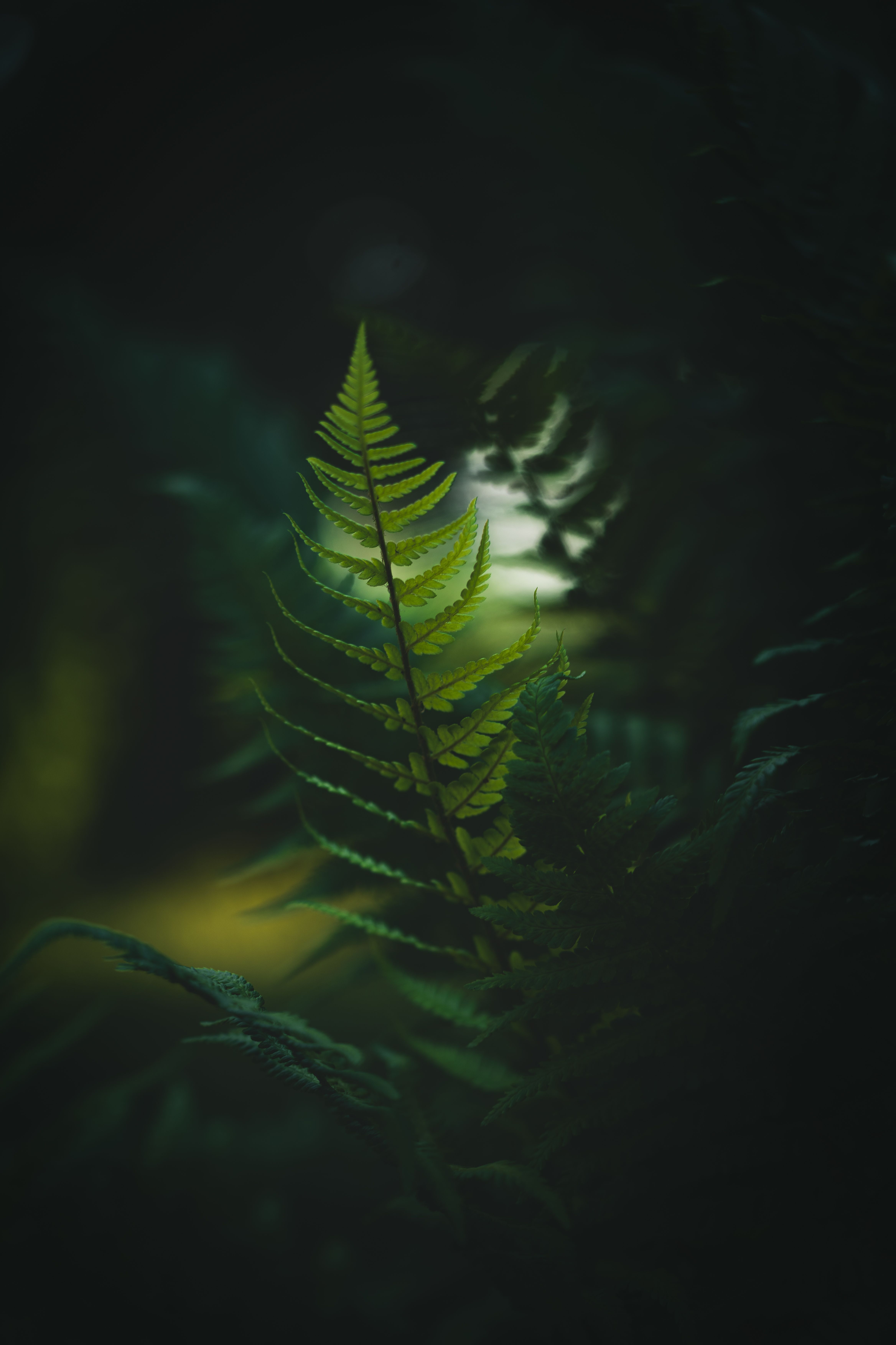 Dramatic close-up of a lush green fern in Salaspils, Latvia. Perfect for nature themes.
