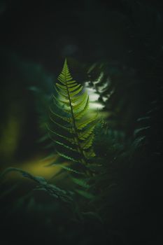 Dramatic close-up of a lush green fern in Salaspils, Latvia. Perfect for nature themes.
