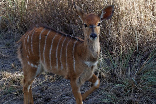 Free stock photo of animal, antelope, calf