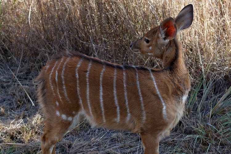 Brown Nyala In Close Up Shot