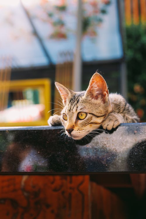 Free Gray Tabby Cat on Black Metal Bar Stock Photo