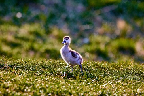 Free A cute duckling stands on lush green grass with a blurred colorful background in daylight. Stock Photo