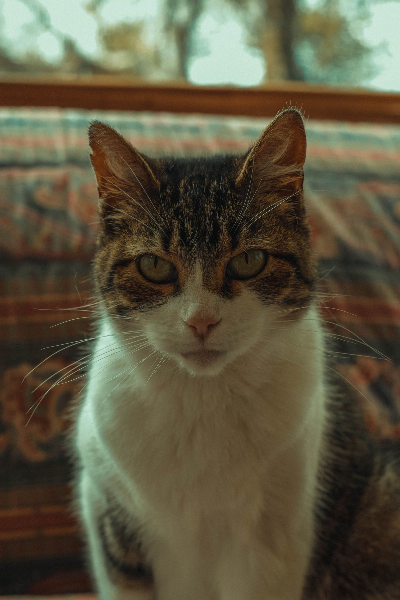 The Cat Who Waited Five Years in a Builder's Van