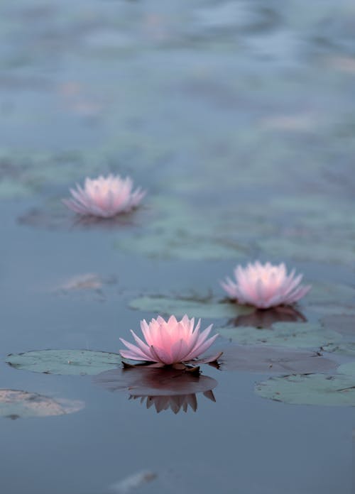 Close up of Water Lilies