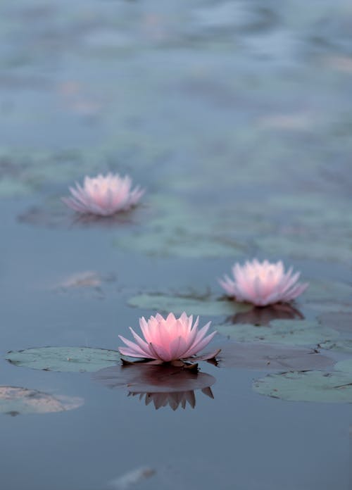 Foto d'estoc gratuïta de aigua, flors, fulles