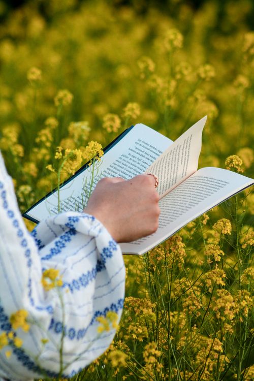 Free A serene moment of reading amidst a vibrant field of wildflowers in summer. Stock Photo